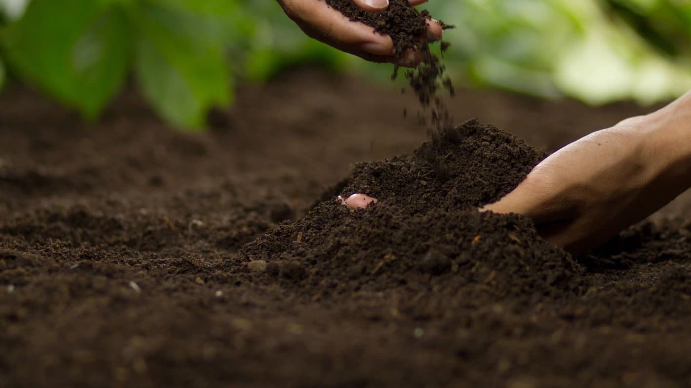 The Soil