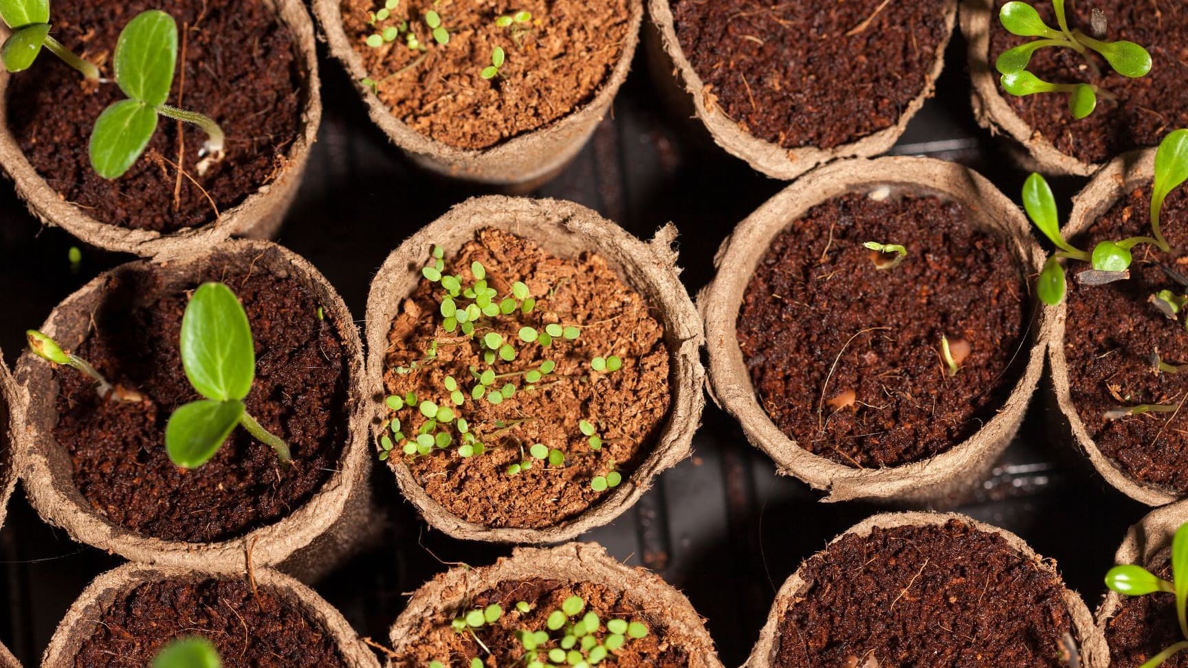 The Seeds
