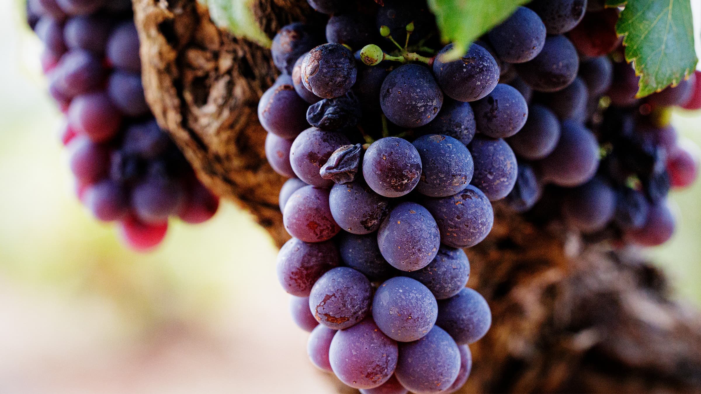 A grape with a memory