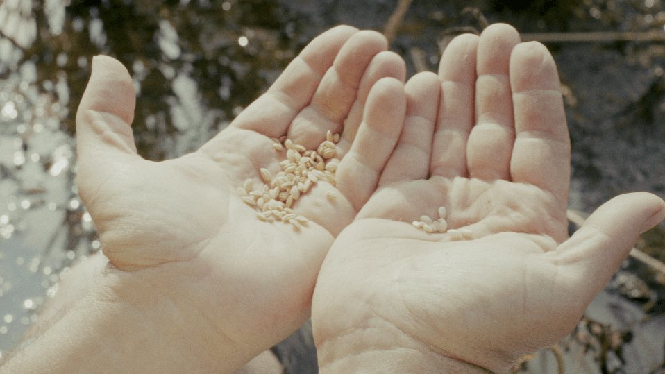 Five hundred grams of seed